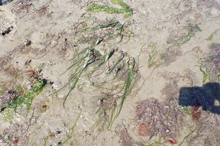 A cluster of subtidal seagrass plants. Picture: Nigel Mortimer